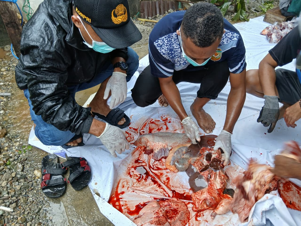Tiga Sapi Kurban di Babussalam Terdeteksi Cacing Hati, Dagingnya Aman Dikonsumsi