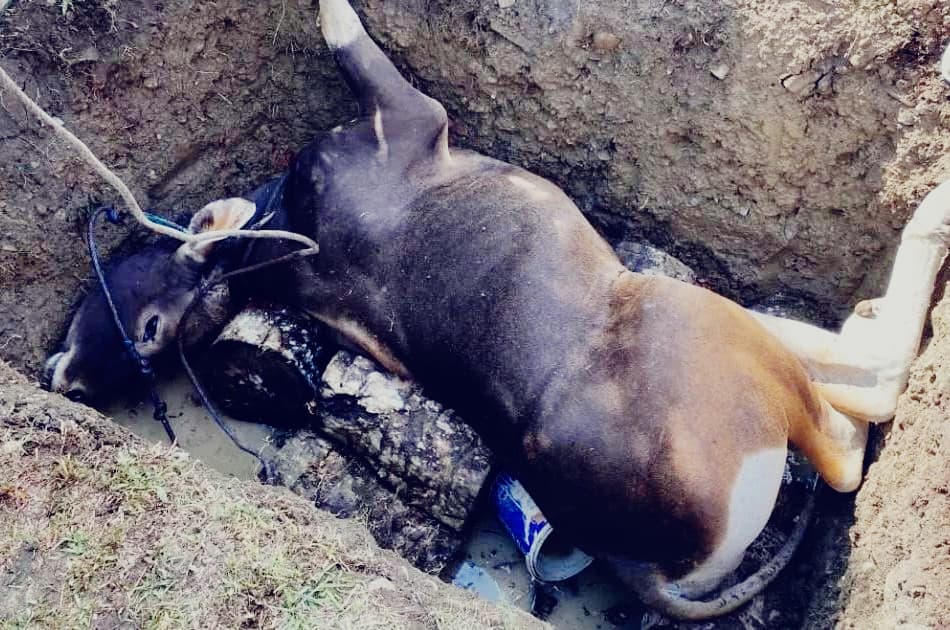 Langgar Aturan Karantina, Satu Ekor Sapi Dimusnahkan di Poumako