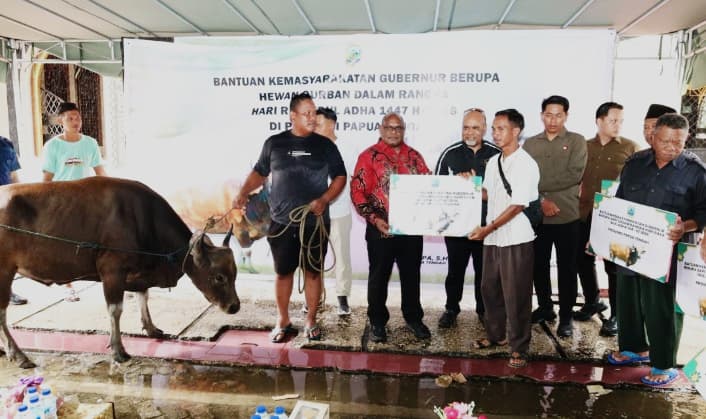 Pemprov Papua Tengah Bagikan Puluhan Sapi Kurban di Nabire dan Mimika